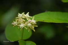 Cynanchum auriculatum